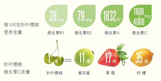 針葉櫻桃.jpg